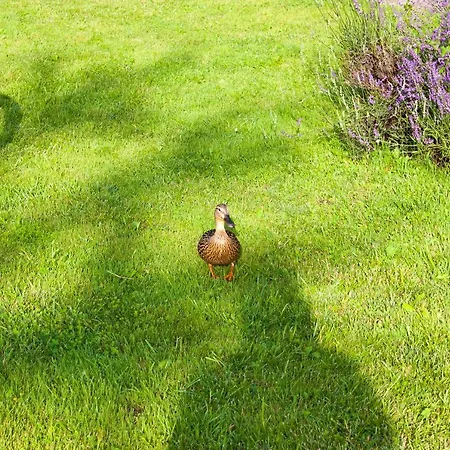 Oeneus Apartament Racic